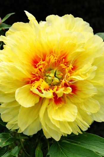 Півонія Іто-гібрид Бартзелла|Paeonia ITOH Bartzella|Пион Ито-гибрид Бартзелла